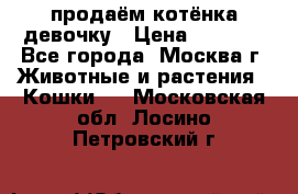 продаём котёнка девочку › Цена ­ 6 500 - Все города, Москва г. Животные и растения » Кошки   . Московская обл.,Лосино-Петровский г.